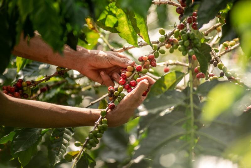 Coffee Picking